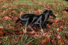 Dachshund - Long-haired Standard