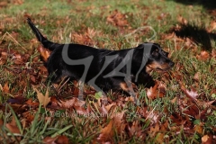 Dachshund - Long-haired Standard