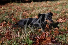 Dachshund - Long-haired Standard