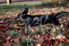 Dachshund - Long-haired Standard