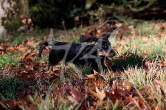 Dachshund - Long-haired Standard