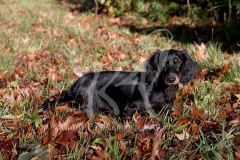 Dachshund - Long-haired Standard