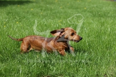Dachshund - Smooth-haired Miniature