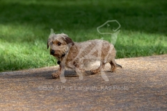 Dachshund - Wire-haired Miniature