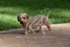 Dachshund - Wire-haired Miniature