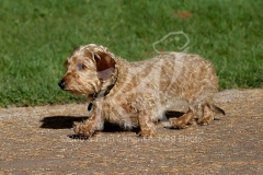 Dachshund - Wire-haired Miniature