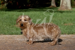 Dachshund - Wire-haired Miniature