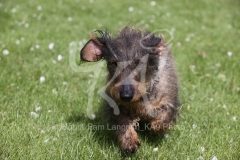 Dachshund - Wire-haired Standard