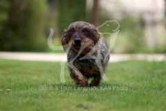 Dachshund - Wire-haired Standard