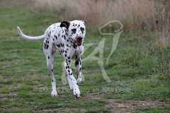 Dalmatian