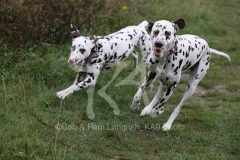 Dalmatian