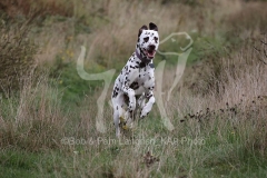 Dalmatian