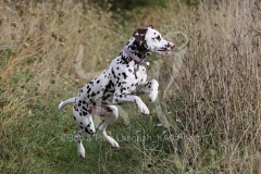 Dalmatian