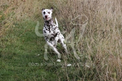 Dalmatian