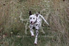 Dalmatian