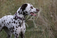 Dalmatian