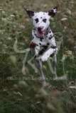 Dalmatian