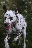 Dalmatian