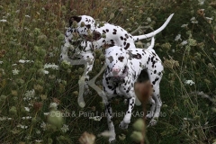 Dalmatian