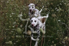 Dalmatian