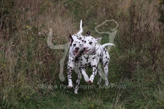 Dalmatian