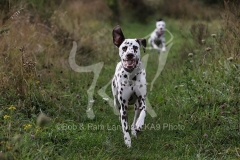 Dalmatian