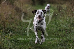 Dalmatian