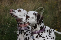 Dalmatian