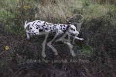 Dalmatian