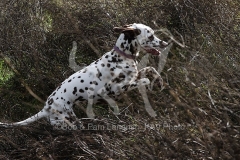 Dalmatian