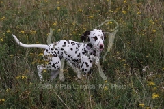 Dalmatian