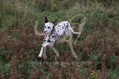 Dalmatian