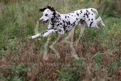 Dalmatian