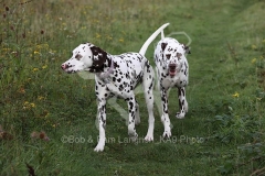 Dalmatian