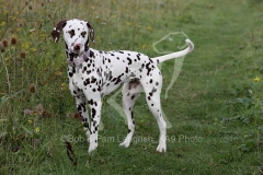 Dalmatian