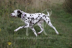 Dalmatian