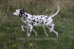 Dalmatian