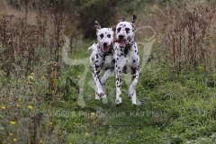 Dalmatian