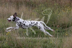 Dalmatian