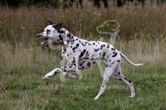 Dalmatian