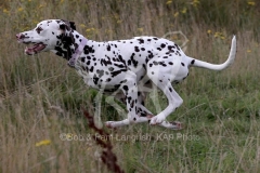 Dalmatian