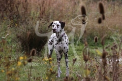 Dalmatian