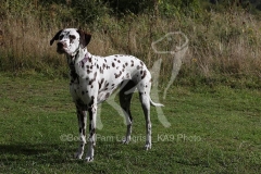 Dalmatian