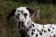 Dalmatian