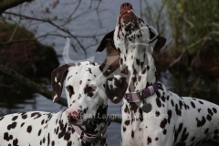 Dalmatian