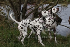 Dalmatian