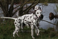 Dalmatian