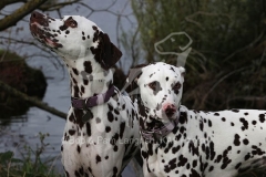 Dalmatian