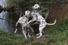 Dalmatian