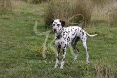 Dalmatian